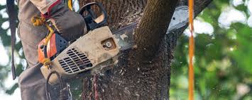 Best Lawn Grading and Leveling  in Thonotosassa, FL