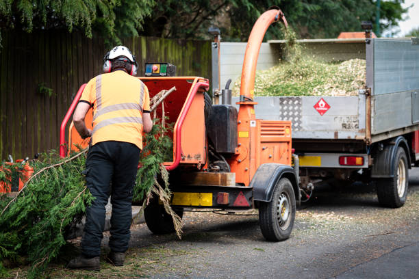 Best Utility Line Clearance  in Thonotosassa, FL