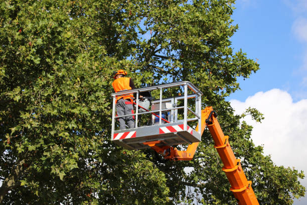 Best Tree Preservation Services  in Thonotosassa, FL