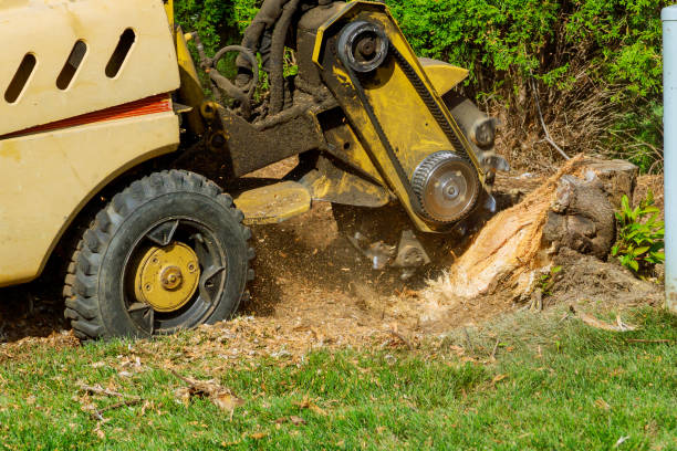 Best Soil Testing and Treatment  in Thonotosassa, FL