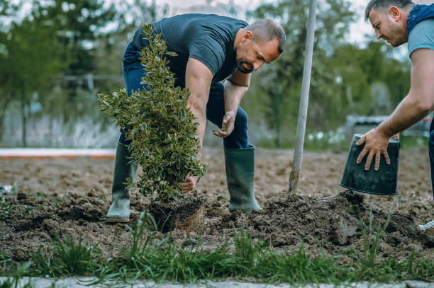 Best Lawn Disease Treatment  in Thonotosassa, FL