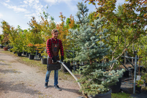 Reliable Thonotosassa, FL Tree Services Solutions