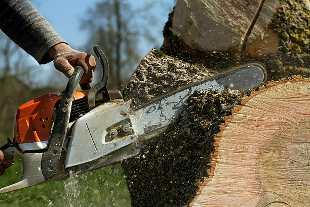 Best Tree Risk Assessment  in Thonotosassa, FL