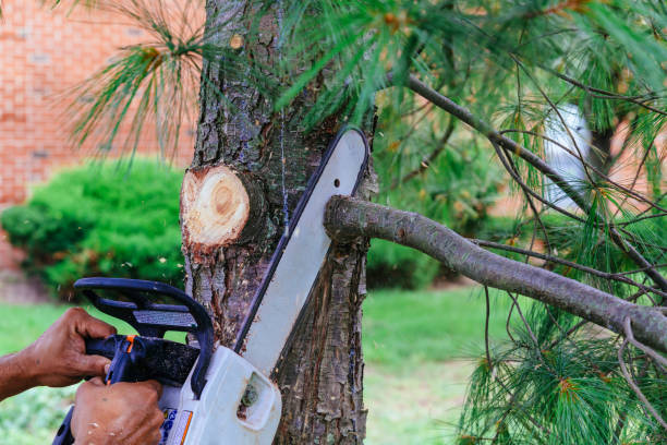 Best Hazardous Tree Removal  in Thonotosassa, FL