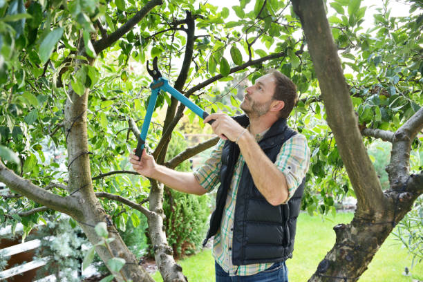 Best Tree and Shrub Care  in Thonotosassa, FL